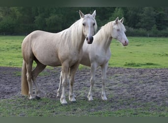 Rocky Mountain Horse, Stute, 1 Jahr, Cremello