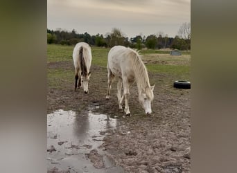 Rocky Mountain Horse, Stute, 1 Jahr, Cremello