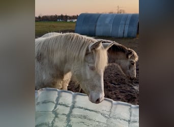 Rocky Mountain Horse, Stute, 1 Jahr, Cremello