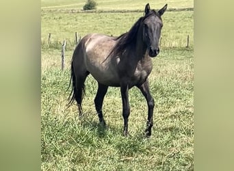 Rocky Mountain Horse Mix, Stute, 2 Jahre, 155 cm, Grullo