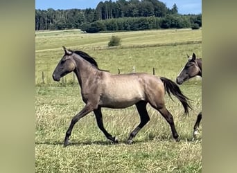 Rocky Mountain Horse Mix, Stute, 2 Jahre, 155 cm, Grullo