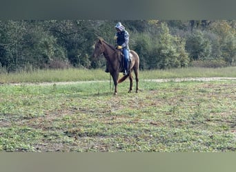 Rocky Mountain Horse, Stute, 3 Jahre, 142 cm