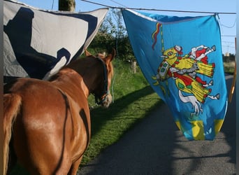 Rocky Mountain Horse, Stute, 3 Jahre, 147 cm, Fuchs