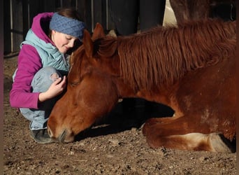 Rocky Mountain Horse, Stute, 3 Jahre, 147 cm, Fuchs