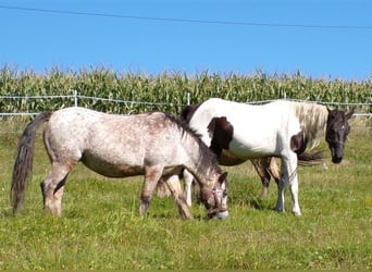 Rocky Mountain Horse, Stute, 3 Jahre, 156 cm, Schecke