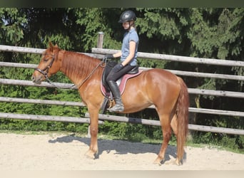 Rocky Mountain Horse, Stute, 4 Jahre, 148 cm, Fuchs