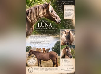 Rocky Mountain Horse, Stute, 4 Jahre, 150 cm