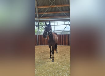 Rocky Mountain Horse, Stute, 4 Jahre, 166 cm, Rabicano