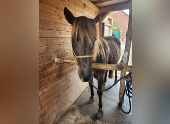 Rocky Mountain Horse, Stute, 4 Jahre