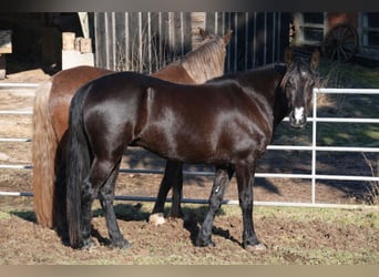 Rocky Mountain Horse, Stute, 5 Jahre, 146 cm, Rappe