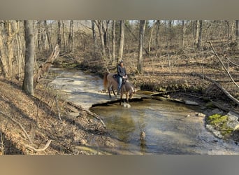 Rocky Mountain Horse, Stute, 5 Jahre, 147 cm, Buckskin