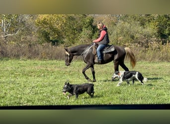 Rocky Mountain Horse, Stute, 5 Jahre, 152 cm