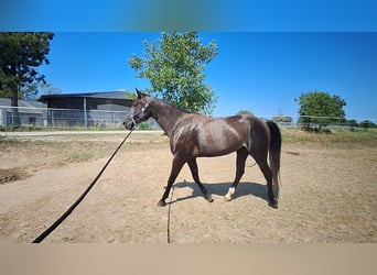 Rocky Mountain Horse Mix, Stute, 5 Jahre, 168 cm, Rabicano