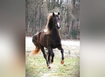 Rocky Mountain Horse, Stute, 6 Jahre, 150 cm, Brauner