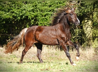 Rocky Mountain Horse, Stute, 6 Jahre, 150 cm, Brauner