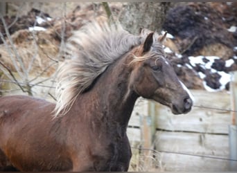 Rocky Mountain Horse, Stute, 6 Jahre, 150 cm, Brauner