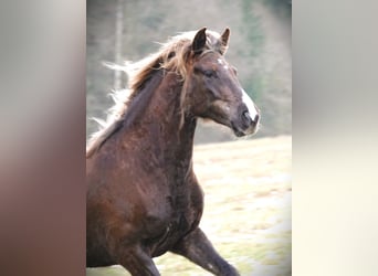 Rocky Mountain Horse, Stute, 6 Jahre, 150 cm, Brauner