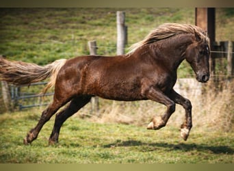 Rocky Mountain Horse, Stute, 6 Jahre, 150 cm, Brauner