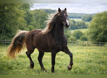 Rocky Mountain Horse, Stute, 6 Jahre, 150 cm, Brauner