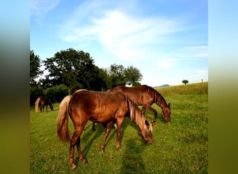 Rocky Mountain Horse, Stute, 7 Jahre, 148 cm, Brauner