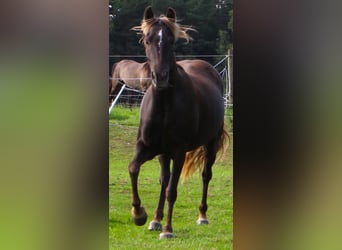 Rocky Mountain Horse, Stute, 7 Jahre, 148 cm, Brauner