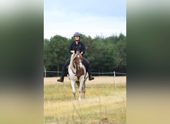 Rocky Mountain Horse Mix, Stute, 7 Jahre, 148 cm, Schecke