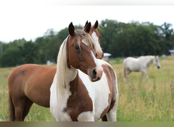 Rocky Mountain Horse Mix, Stute, 7 Jahre, 148 cm, Schecke