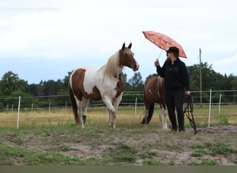 Rocky Mountain Horse Mix, Stute, 7 Jahre, 148 cm, Schecke
