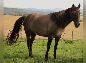 Rocky Mountain Horse, Stute, 7 Jahre, 151 cm, Falbe