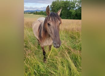 Rocky Mountain Horse, Stute, 7 Jahre, 151 cm, Falbe