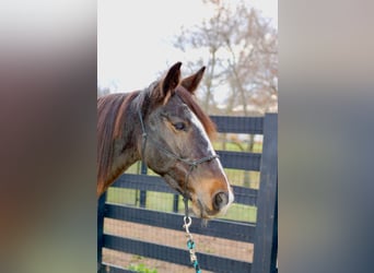 Rocky Mountain Horse, Stute, 8 Jahre, 147 cm, Rotbrauner