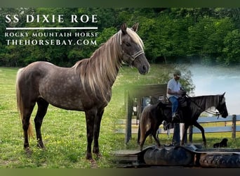 Rocky Mountain Horse, Stute, 8 Jahre, 152 cm, Hellbrauner