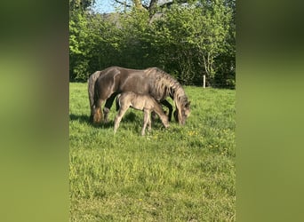 Rocky Mountain Horse, Stute, 8 Jahre, 160 cm, Brauner