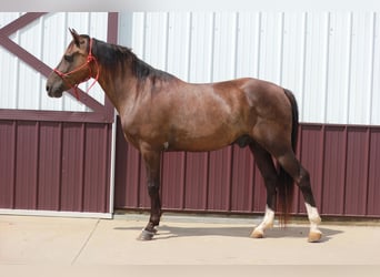 Rocky Mountain Horse, Wałach, 11 lat, 142 cm, Kara