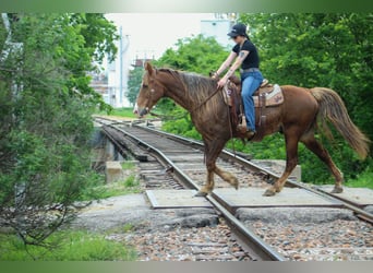 Rocky Mountain Horse, Wałach, 14 lat, 142 cm, Izabelowata