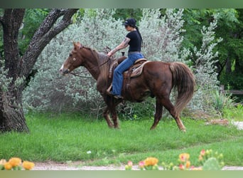 Rocky Mountain Horse, Wałach, 14 lat, 150 cm, Izabelowata