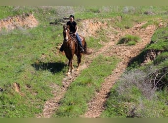 Rocky Mountain Horse, Wałach, 14 lat, 152 cm, Izabelowata