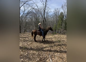 Rocky Mountain Horse, Wałach, 18 lat, 152 cm, Gniada