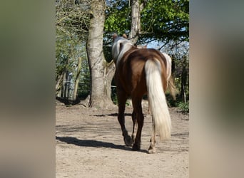 Rocky Mountain Horse, Wałach, 4 lat, 150 cm, Gniada