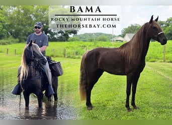 Rocky Mountain Horse, Wałach, 5 lat, 157 cm, Gniada