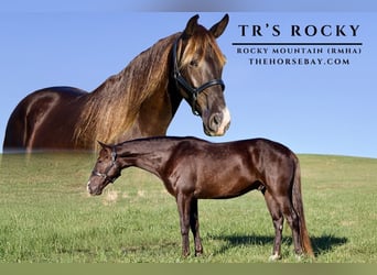 Rocky Mountain Horse, Wałach, 5 lat, 163 cm, Gniada