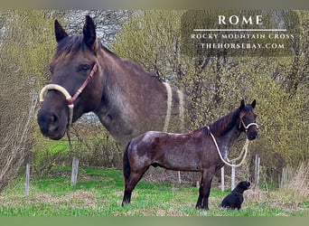 Rocky Mountain Horse Mix, Wałach, 7 lat, 152 cm, Karodereszowata