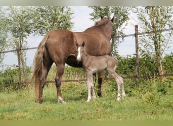 Rocky Mountain Horse, Wałach, 7 lat, 158 cm