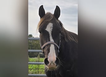 Rocky Mountain Horse, Wałach, 7 lat, 158 cm