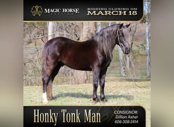 Rocky Mountain Horse, Wałach, 10 lat, 142 cm, Gniada