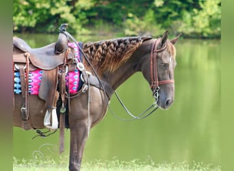 Rocky Mountain Horse, Wałach, 11 lat, 152 cm, Gniada