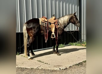 Rocky Mountain Horse, Wałach, 14 lat, 147 cm
