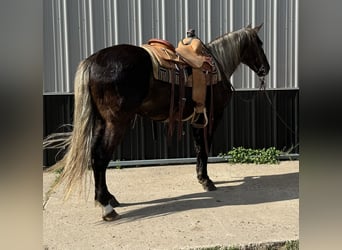 Rocky Mountain Horse, Wałach, 14 lat, 147 cm