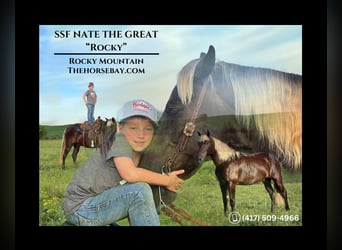 Rocky Mountain Horse, Wałach, 14 lat, 157 cm, Gniada