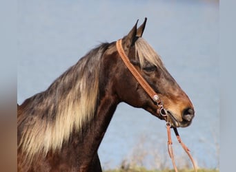 Rocky Mountain Horse, Wałach, 14 lat, Ciemnokasztanowata
